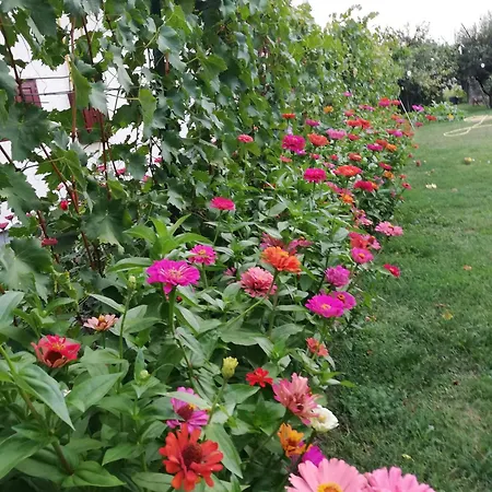 Silye Vendégház Hortobágy